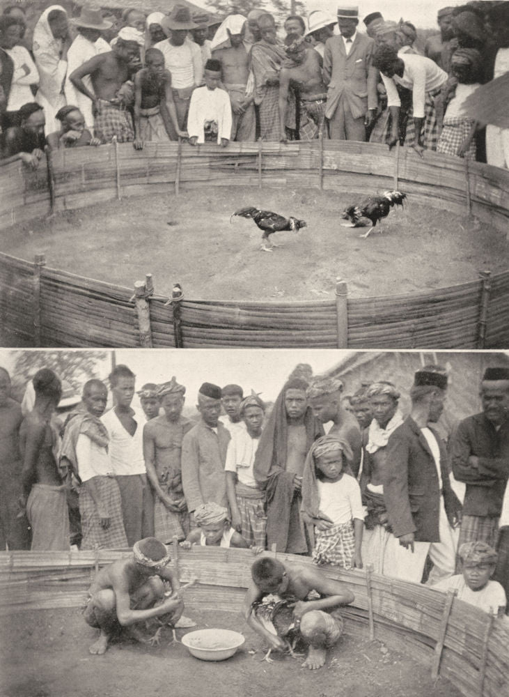 MALAYSIA. The Malay Peninsula. Cock-fighting in Malaya;  1900 old print